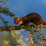 Martora - Pine marten (Martes martes)