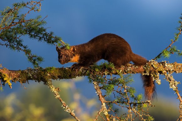 Martora - Pine marten (Martes martes)