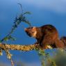 Martora - Pine marten (Martes martes)