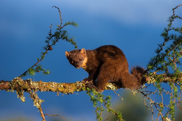 Martora - Pine marten (Martes martes)