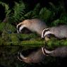 Tasso - European badger (Meles meles)