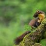 Martora - Pine marten (Martes martes)