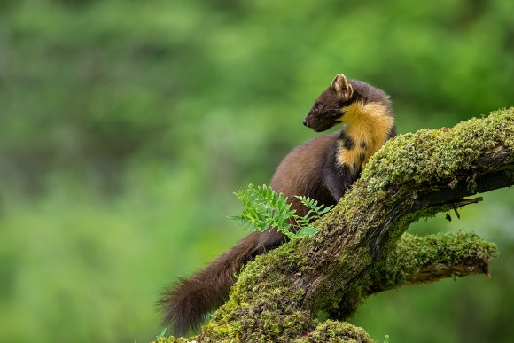 Martora - Pine marten (Martes martes)