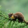 Martora - Pine marten (Martes martes)