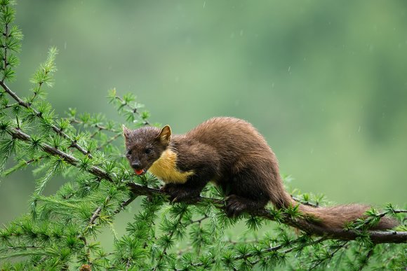 Martora - Pine marten (Martes martes)