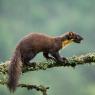 Martora - Pine marten (Martes martes)