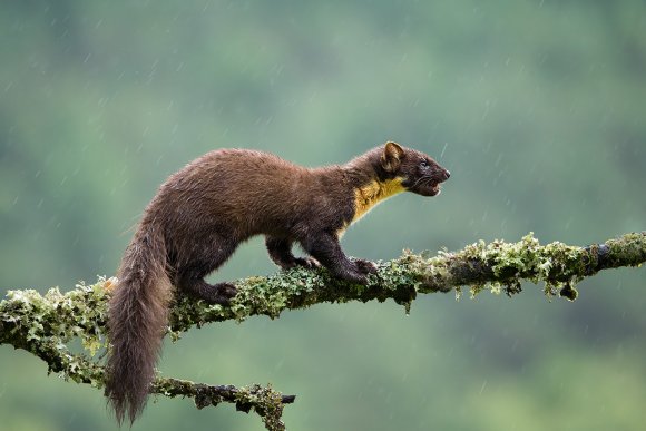 Martora - Pine marten (Martes martes)