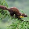 Martora - Pine marten (Martes martes)