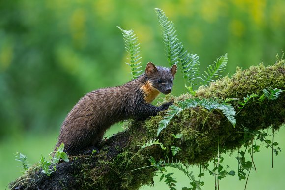 Martora - Pine marten (Martes martes)