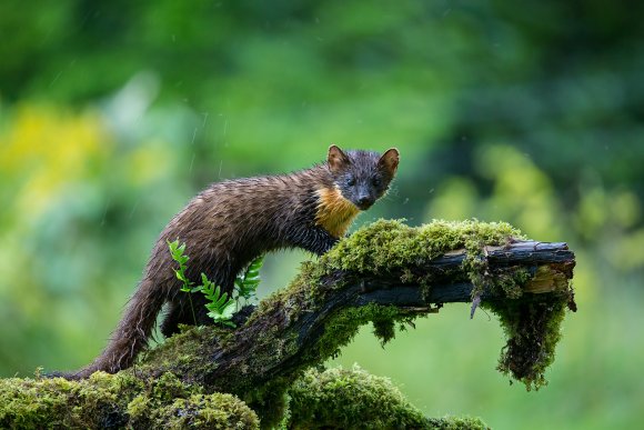 Martora - Pine marten (Martes martes)