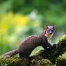 Martora - Pine marten (Martes martes)