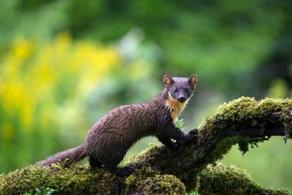 Martora - Pine marten (Martes martes)