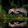 Tasso - European badger (Meles meles)