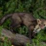 Faina - Stone marten (Martes foina)