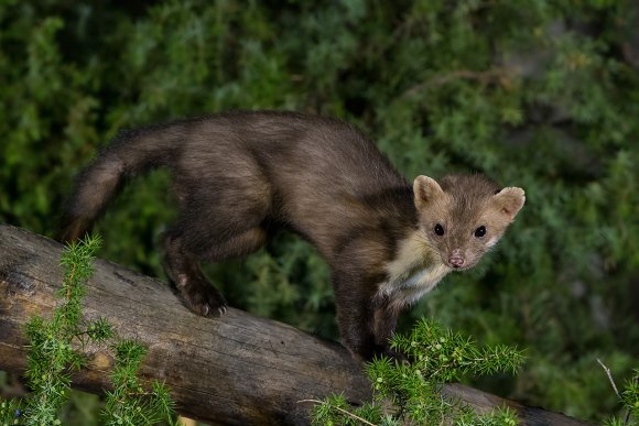 Faina - Stone marten (Martes foina)