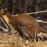 Martora sarda - Sardinian Pine marten (Martes martes)