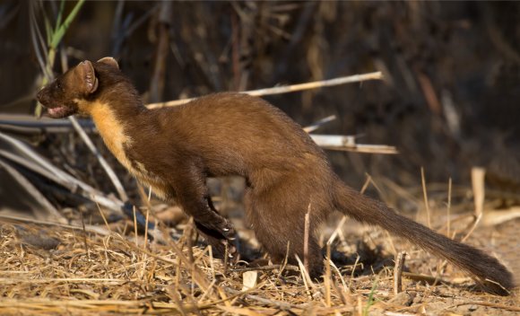 Martora sarda - Sardinian Pine marten (Martes martes)