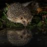 Riccio comune - Eurasian edgehog (Erinaceus eropeaeus)