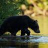 Orso bruno della Kamchatka brown bear - Kamchatka brown bear (Ursus arctos beringianus)