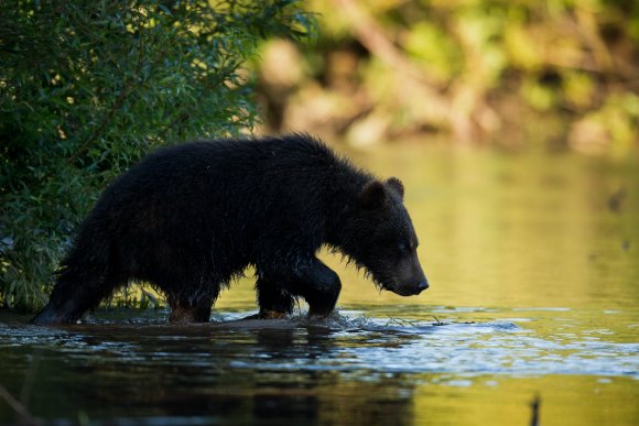 Orso bruno della Kamchatka brown bear - Kamchatka brown bear (Ursus arctos beringianus)