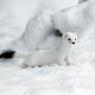 Ermellino - Stoat (Mustela erminea)