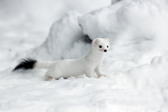 Ermellino - Stoat (Mustela erminea)