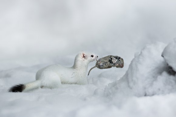 Ermellino - Stoat (Mustela erminea)