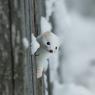 Ermellino - Stoat (Mustela erminea)