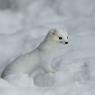 Ermellino - Stoat (Mustela erminea)