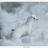 Ermellino - Stoat (Mustela erminea)