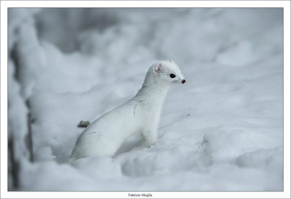 Ermellino - Stoat (Mustela erminea)