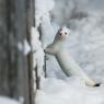 Ermellino - Stoat (Mustela erminea)