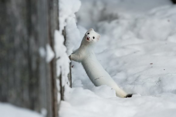 Ermellino - Stoat (Mustela erminea)