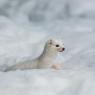 Ermellino - Stoat (Mustela erminea)