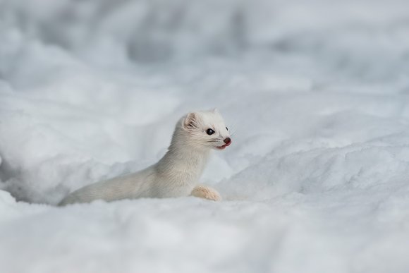 Ermellino - Stoat (Mustela erminea)