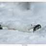 Ermellino - Stoat (Mustela erminea)