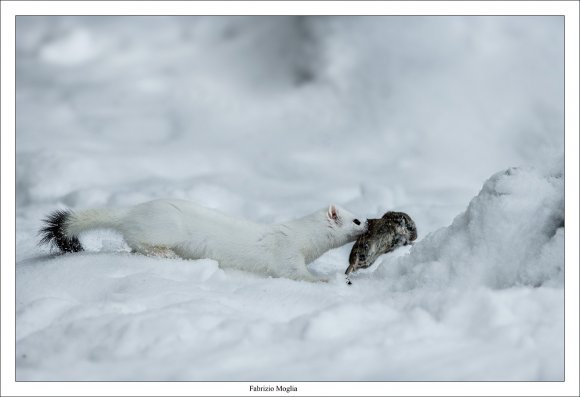 Ermellino - Stoat (Mustela erminea)