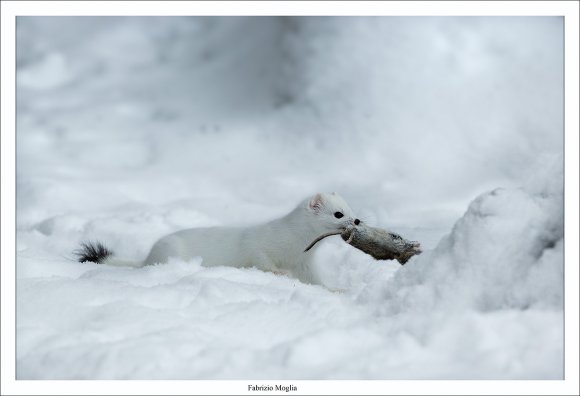 Ermellino - Stoat (Mustela erminea)