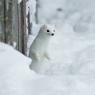 Ermellino - Stoat (Mustela erminea)