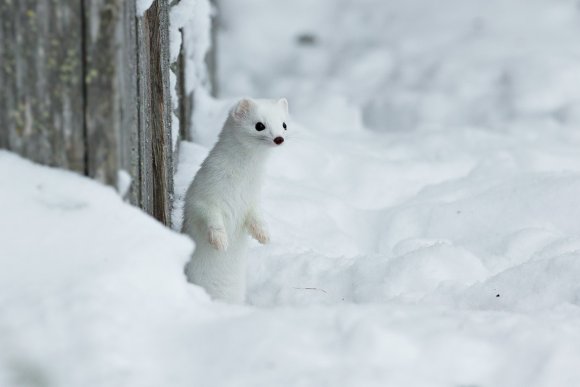 Ermellino - Stoat (Mustela erminea)