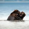 Orso bruno della Kamchatka brown bear - Kamchatka brown bear (Ursus arctos beringianus)