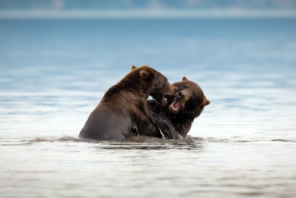 Orso bruno della Kamchatka brown bear - Kamchatka brown bear (Ursus arctos beringianus)