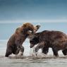 Orso bruno della Kamchatka brown bear - Kamchatka brown bear (Ursus arctos beringianus)