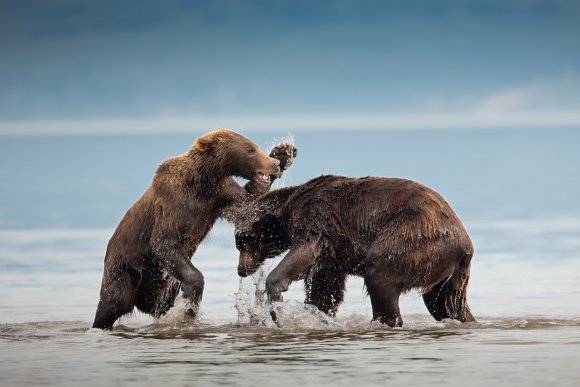 Orso bruno della Kamchatka brown bear - Kamchatka brown bear (Ursus arctos beringianus)