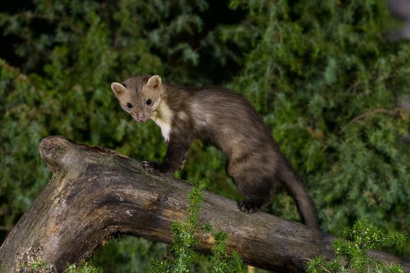 Faina - Stone marten (Martes foina)