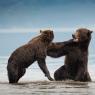 Orso bruno della Kamchatka brown bear - Kamchatka brown bear (Ursus arctos beringianus)