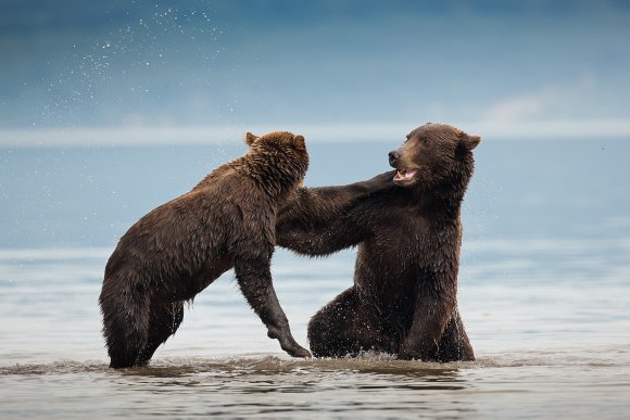 Orso bruno della Kamchatka brown bear - Kamchatka brown bear (Ursus arctos beringianus)