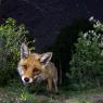 Volpe - Red fox (Vulpes vulpes)