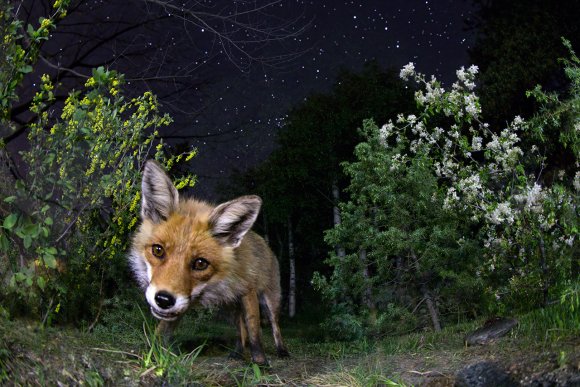 Volpe - Red fox (Vulpes vulpes)