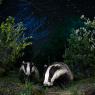 Tasso - Badger (Meles meles)